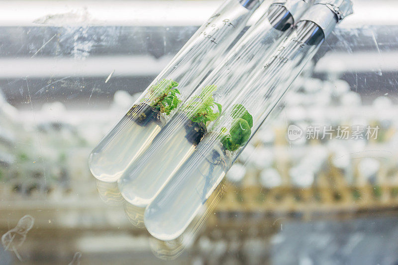 近距离观察克隆橡树的微型植物与试管营养培养基在玻璃桌上的试验