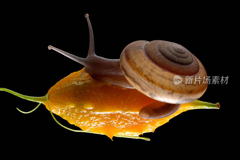 蜗牛孤立的黑色背景