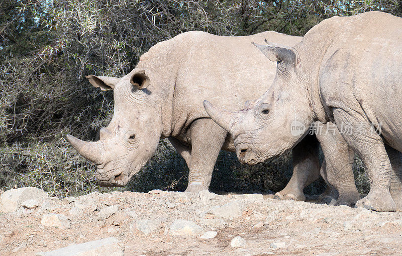 南非小卡鲁野生动物保护区的两头白犀牛