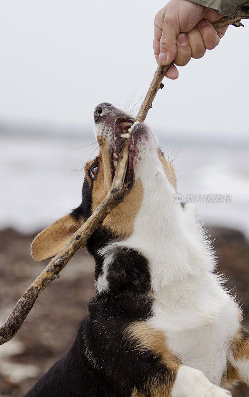 柯基犬在海滩上用嘴叼着一块木头玩