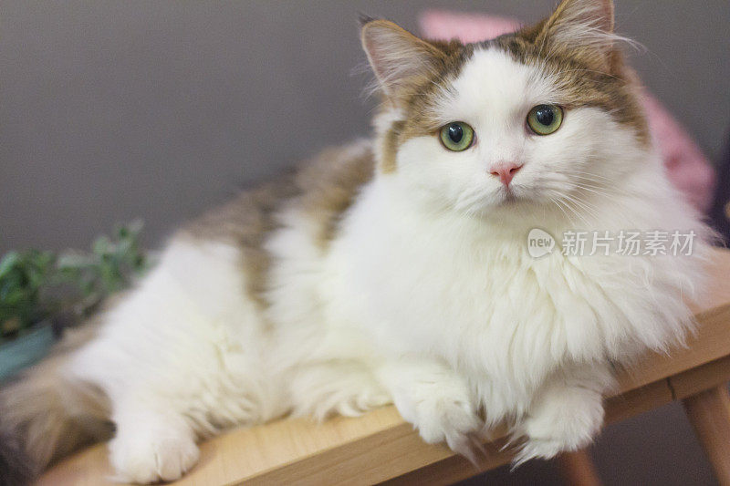 可爱的芒奇金猫在白色和棕色的毛色