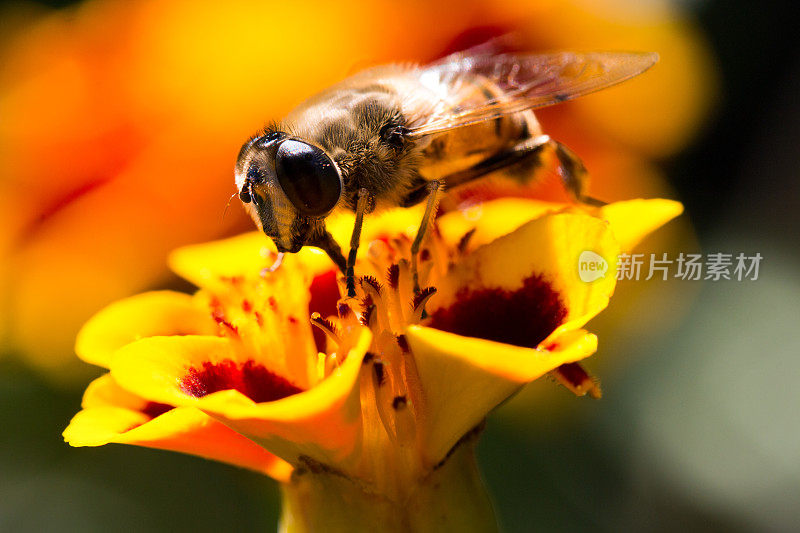 一只毛茸茸的大黄蜂正坐在黄花上准备吃午饭