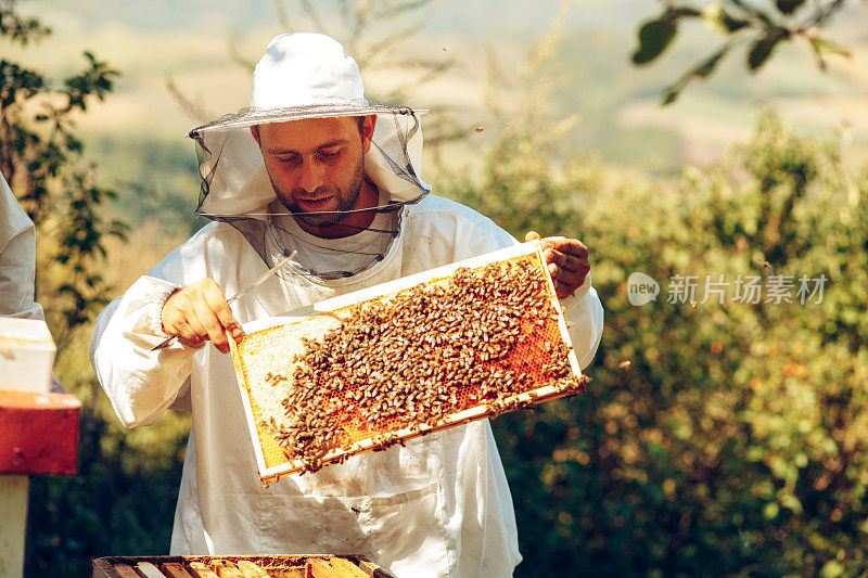 养蜂人有选择的集中在蜂巢和蜜蜂
