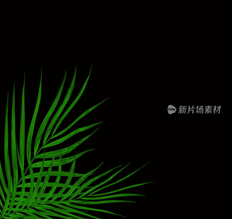 绿叶的棕榈树孤立在黑色的背景