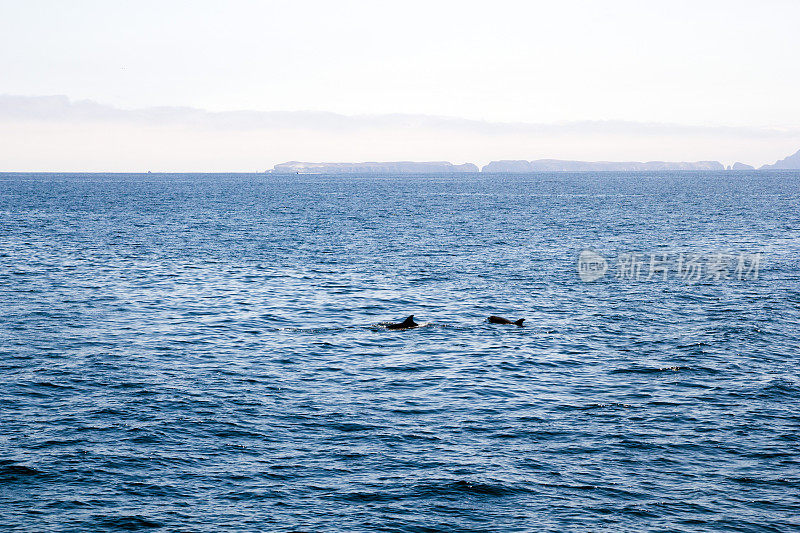 顽皮的海豚在海峡群岛附近，加利福尼亚