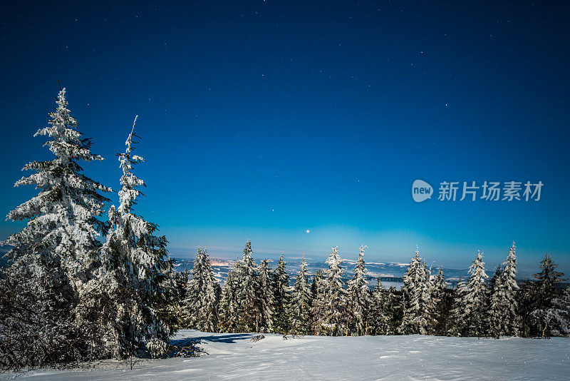 雪山中的夜杉树