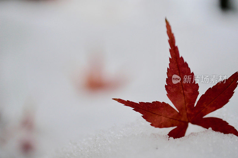 白雪上的红叶