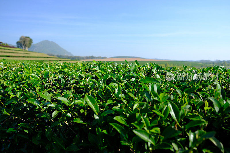 茶叶种植园字段