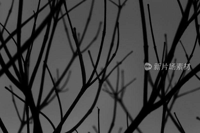 轮廓树枝。黑白照片和抽象背景