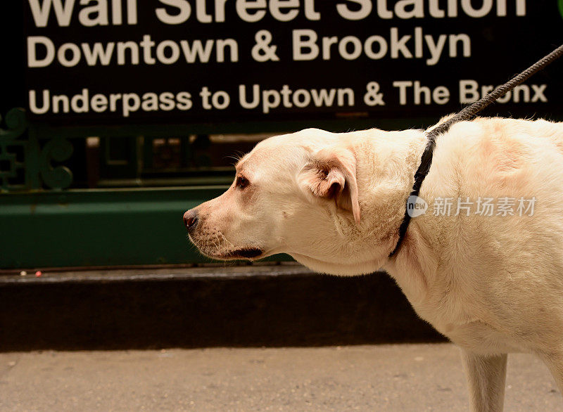 纽约市的拉布拉多寻回犬