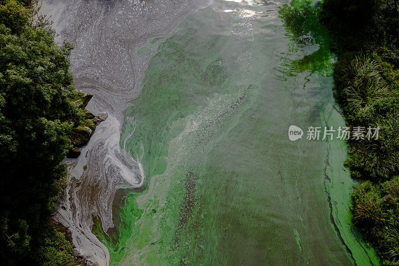 法国布列塔尼被污染的河流出现了绿藻