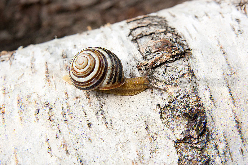 鲜艳的小勃艮第蜗牛(螺旋蜗牛，罗马蜗牛，可食用蜗牛，蜗牛)