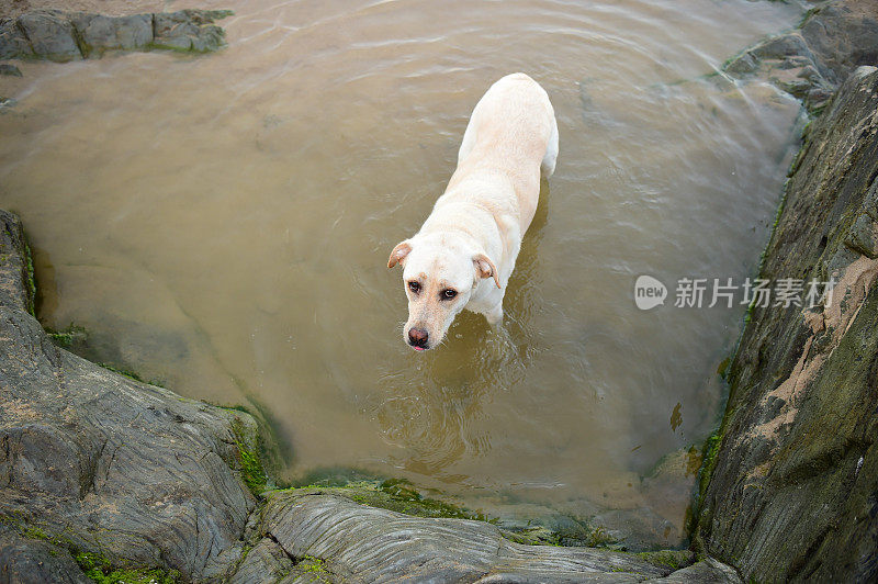 康沃尔的拉布拉多寻回犬