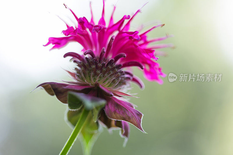 粉红蜂香花