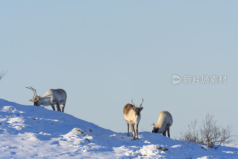 冬天，挪威北部的驯鹿在雪地里吃草