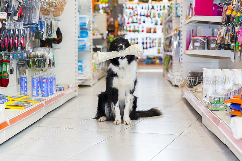 可爱的边境牧羊犬在宠物店与大狗骨头