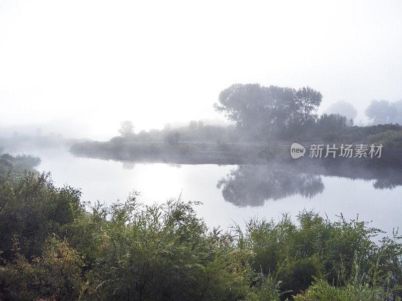 明亮的雾天空树水科罗拉多圣胡安山脉地区