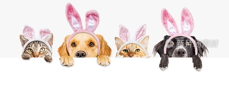 复活节的狗和猫在网上横幅