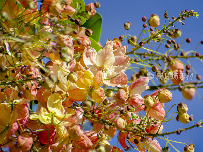 彩虹花洒树上