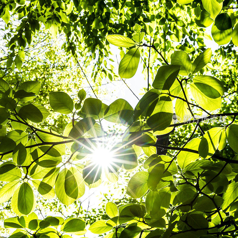 阳光透过茂密的森林植物