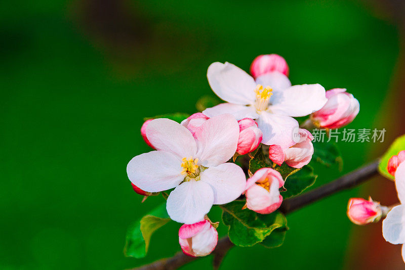 春天苹果花盛开