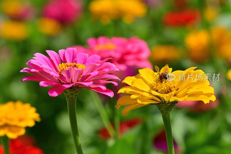 Zinnia花