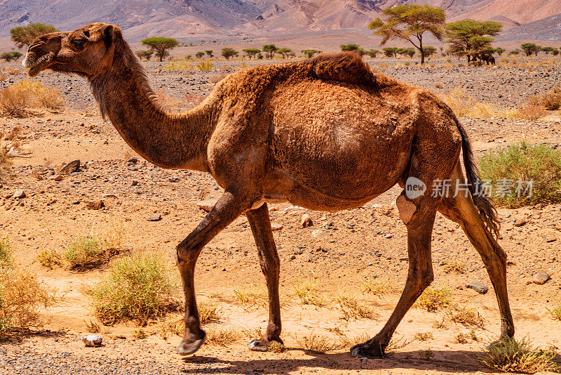 撒哈拉沙漠中的骆驼-摩洛哥