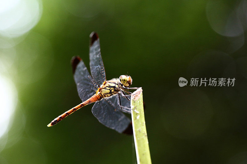 红色的蜻蜓