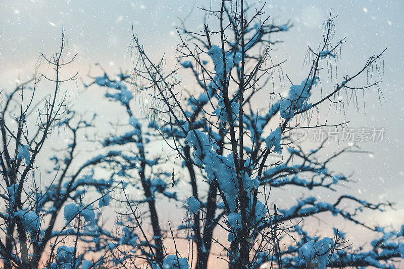 树枝在雪