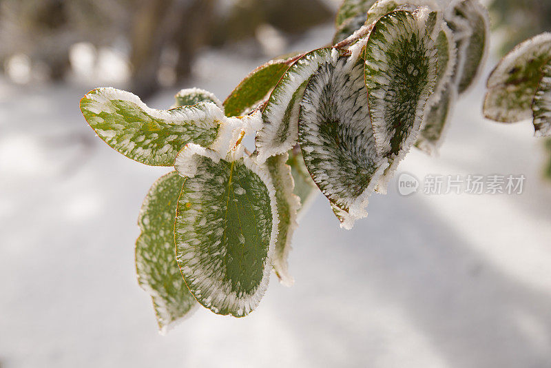 被冰雪覆盖的桉树叶，澳大利亚的阿尔卑斯山，维多利亚