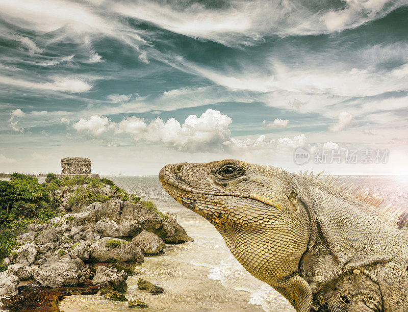墨西哥海滩上的图卢姆废墟和鬣蜥蜥蜴