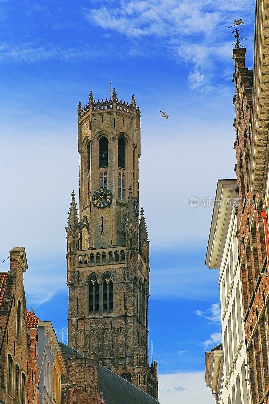 鸟飞过布鲁日钟楼和典型的比利时建筑-古城-比利时