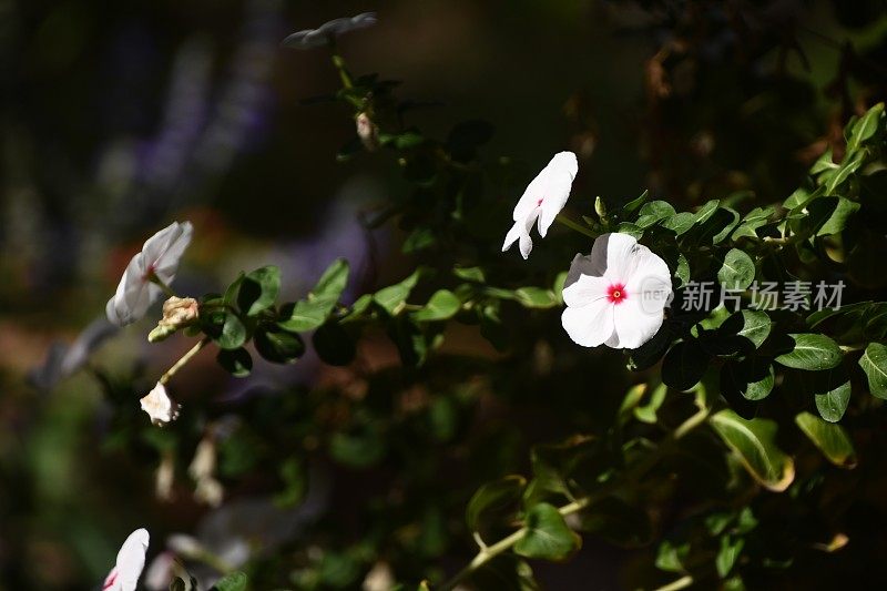 夜间植物苗圃的花朵