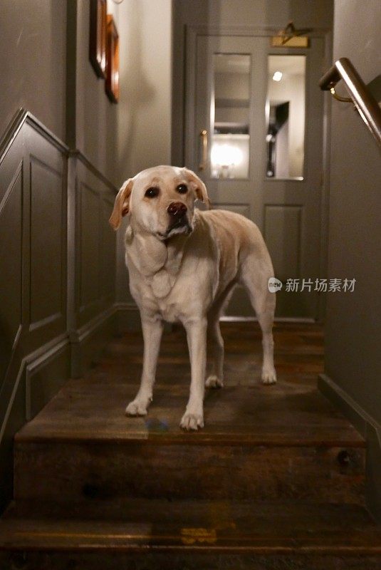 拉布拉多寻回犬