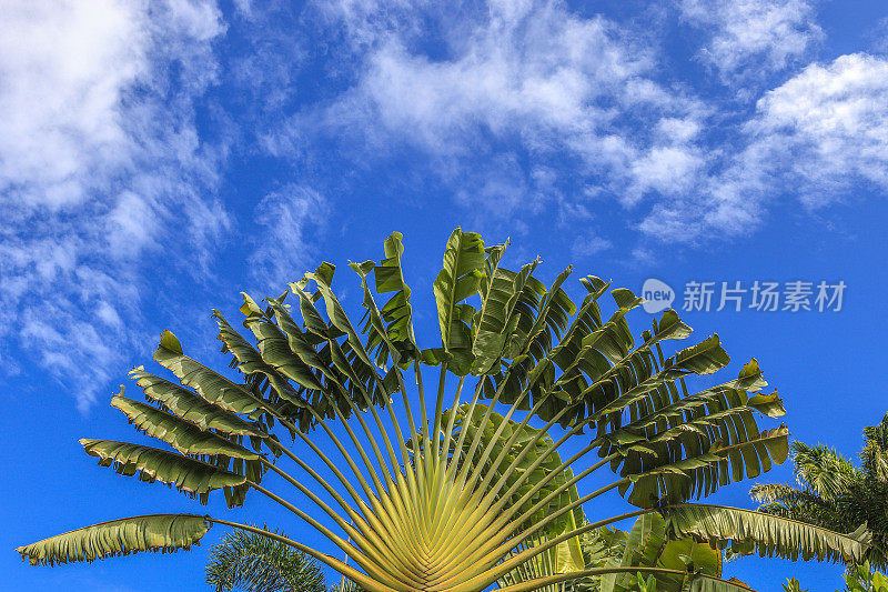 巴巴多斯，拉文亚拉马达加斯加人俗称旅行者树或旅行者棕榈(巴巴多斯)