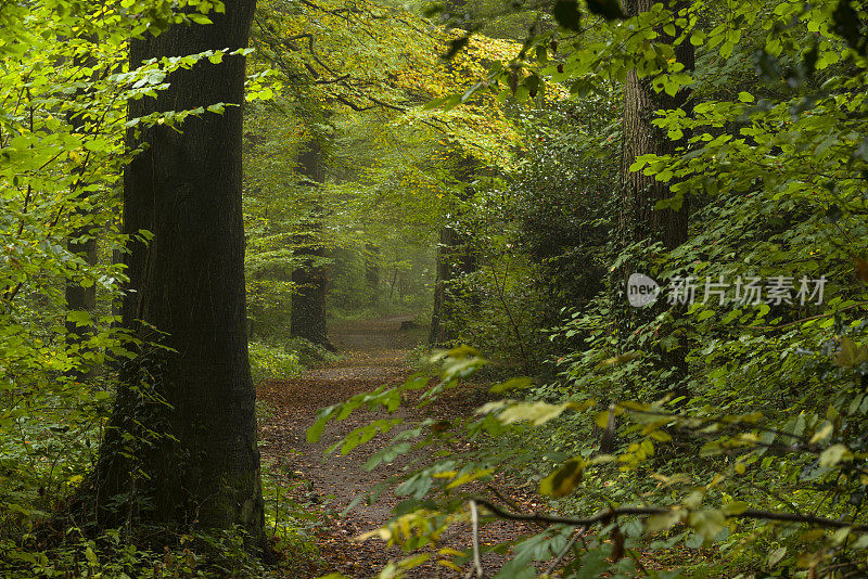 雾蒙蒙的秋天森林里的小路