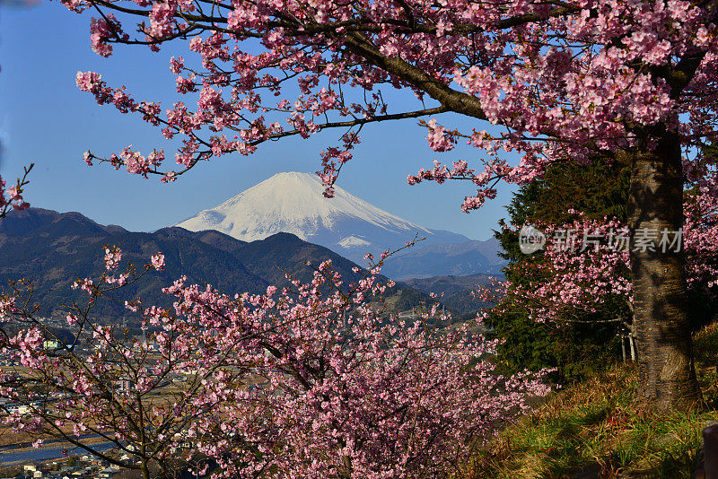 富士山和樱花