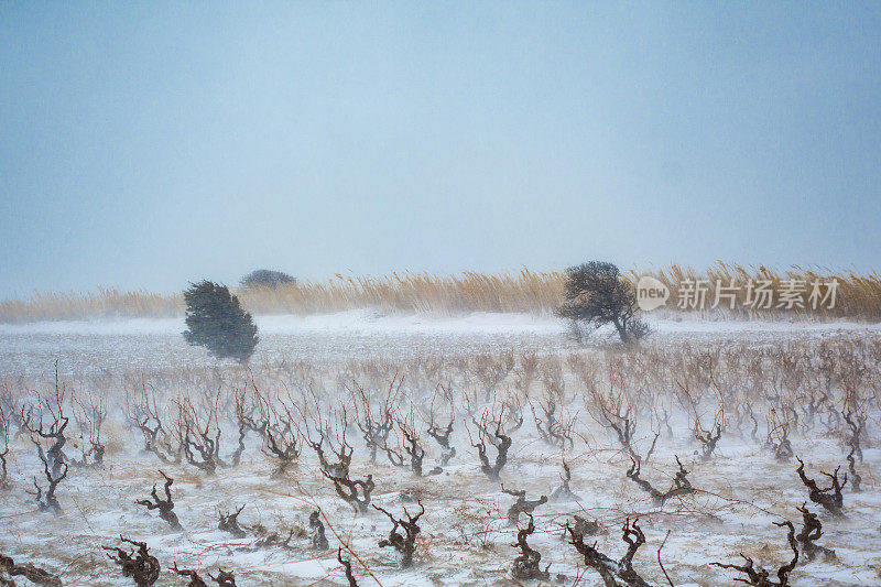 葡萄园覆盖着冬天的雪