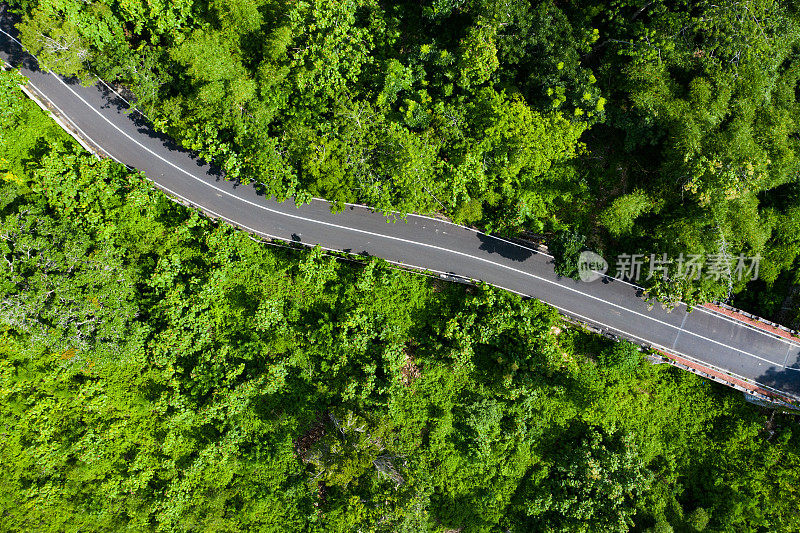 巴厘岛，热带森林里的路