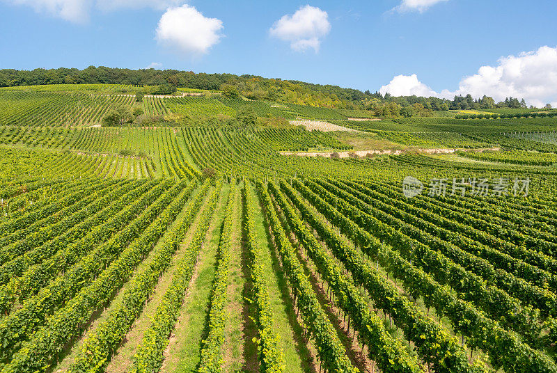 葡萄园在低森林纪念碑纪念碑Rüdesheim，德国