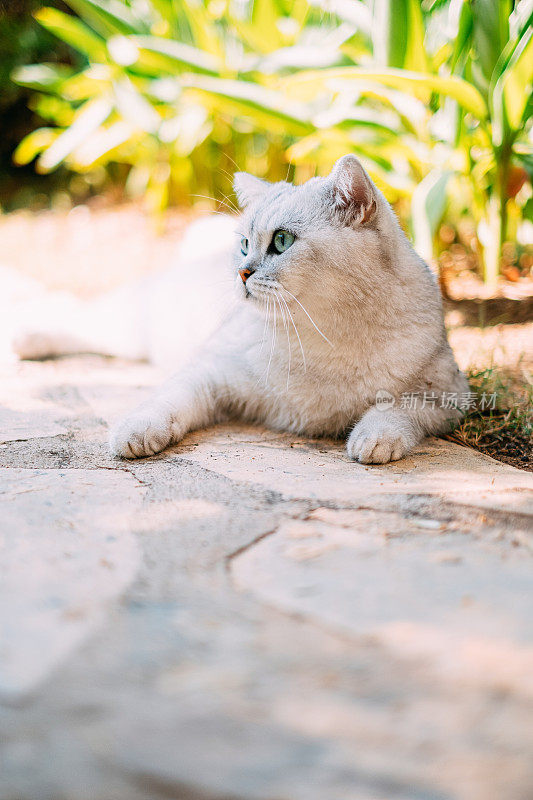 花园中的银色英国短毛猫