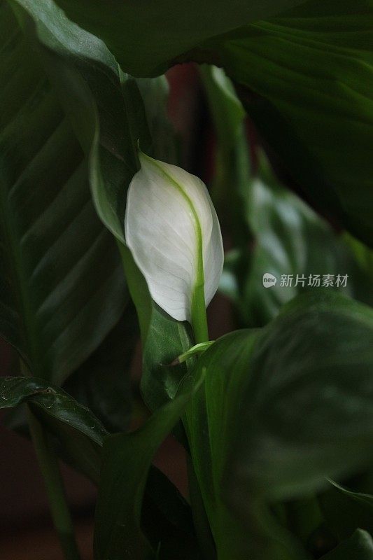 房子植物和平百合花