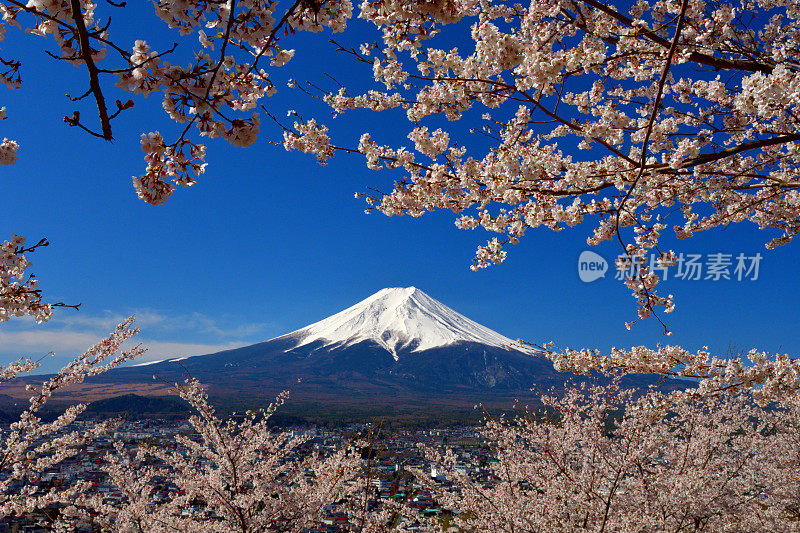 富士山和樱花:从荒山森根公园，富士吉田