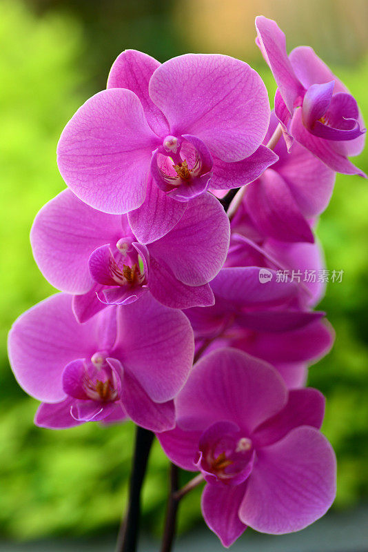 紫蛾兰花枝。