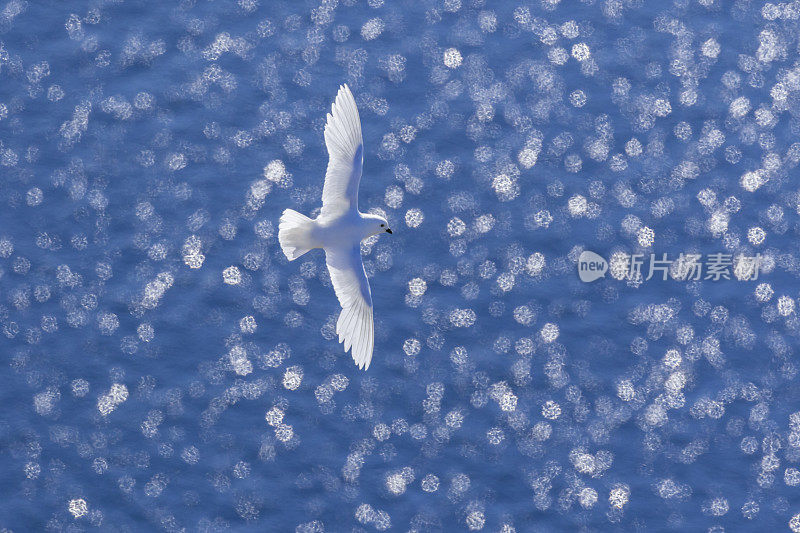 飞行中的雪海燕