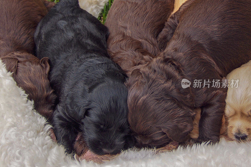 澳大利亚拉布拉多犬喂养新生幼犬