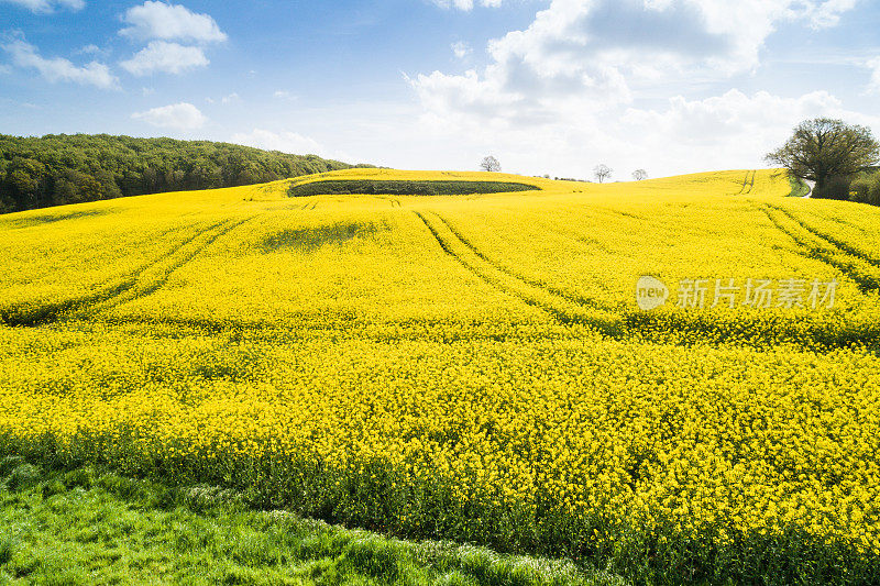 油菜田鸟瞰图