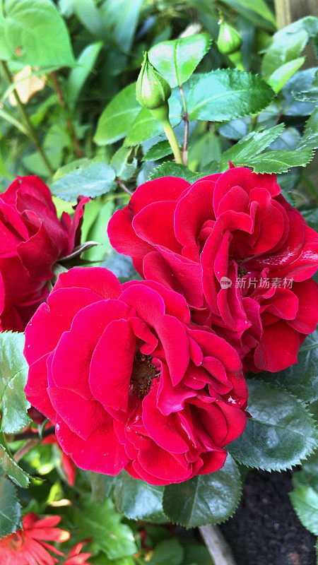 红色玫瑰花经过雨水和水滴的浇灌，生长在小型庭院玫瑰植物品种罗莎红宝石浪漫，郁郁葱葱的绿叶，花蕾，花瓣和芳香的花，开花微型玫瑰灌木，修剪紧凑生长