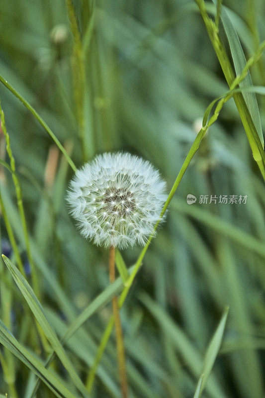 开花的蒲公英