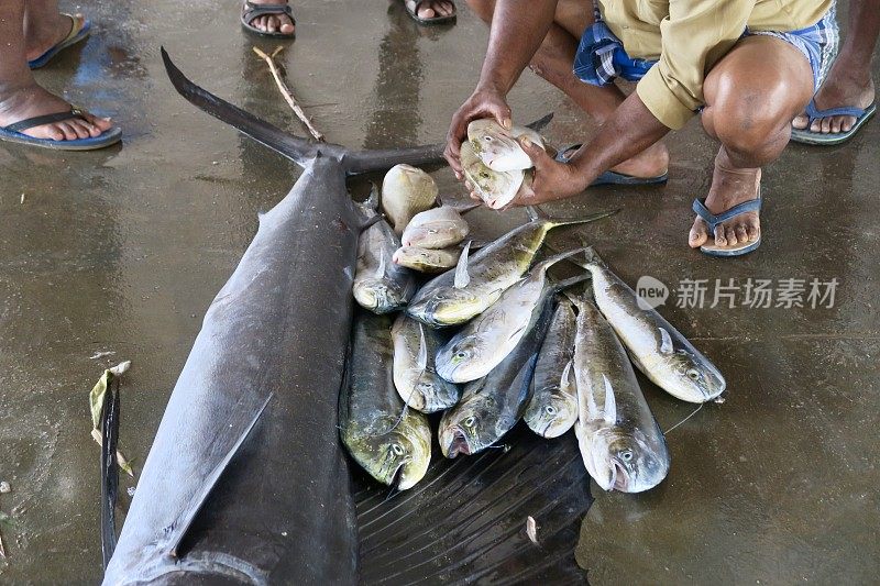 在印度南部喀拉拉邦附近的印度洋上，旗鱼、旗鱼、剑鱼和其他海鱼在海鲜市场拍卖的地板上